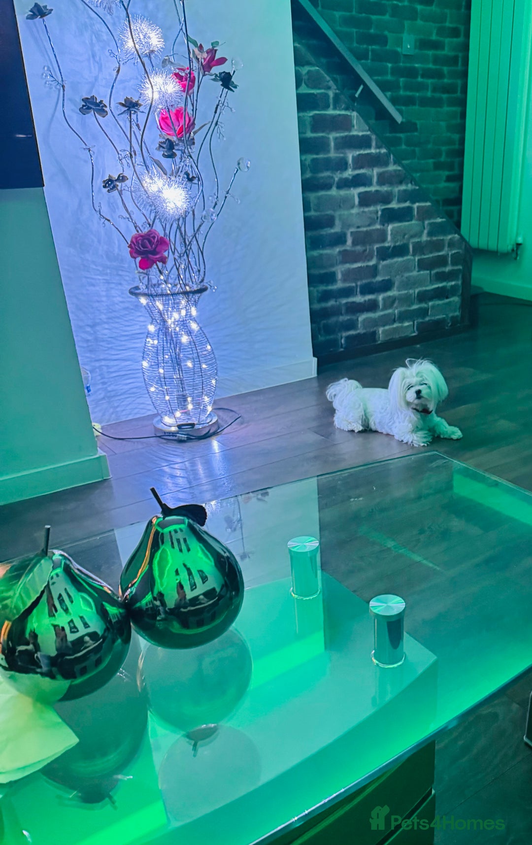 Maltese dogs for sale:  KC Registred Maltese puppies  - Advert 25