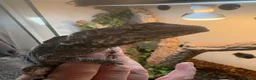 Dragon reptiles for sale: Pair of frilled dragons - Advert 13