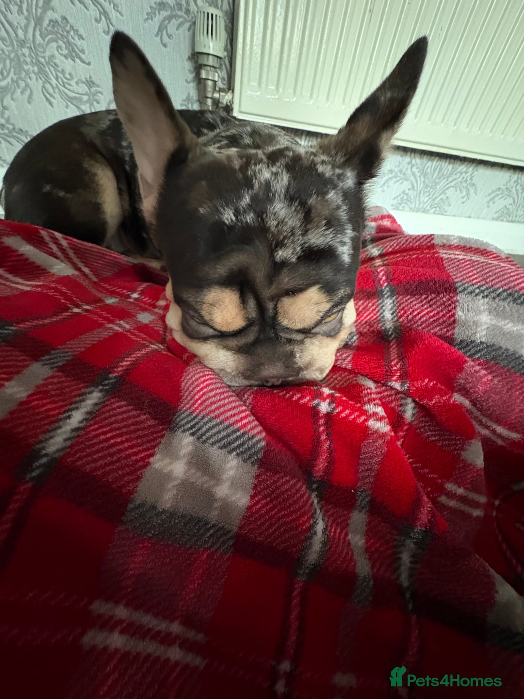 French Bulldog dogs for sale: Female dog - Advert 2
