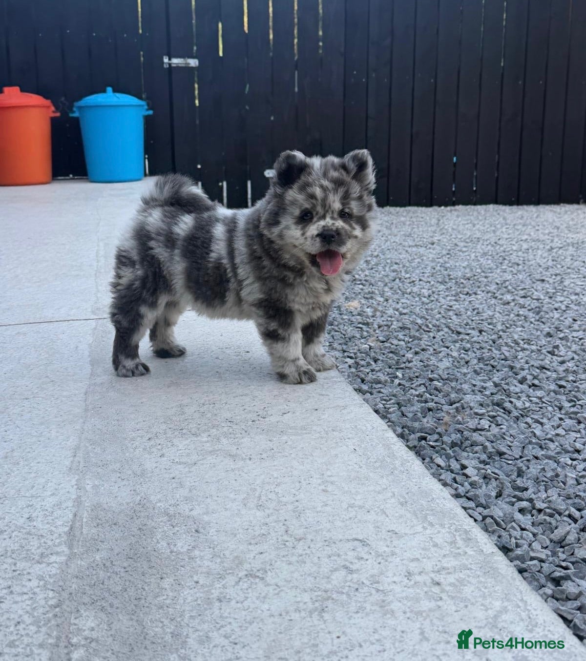 Chow Chow dogs Exotic colour pure chow chow puppies for sale  - Advert 1