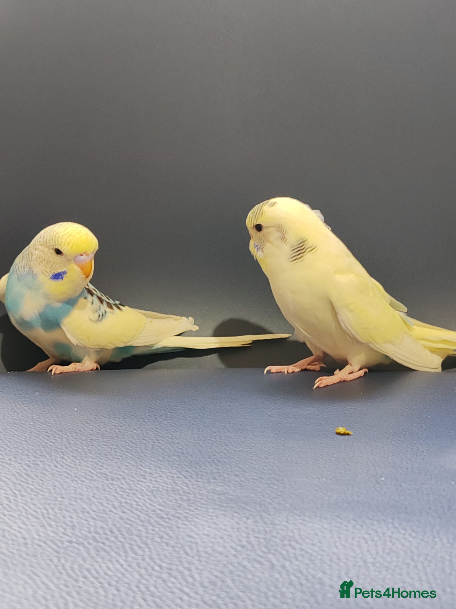 Parrots birds for sale: budgies 2 months and 3 months 1 week  - Advert 11