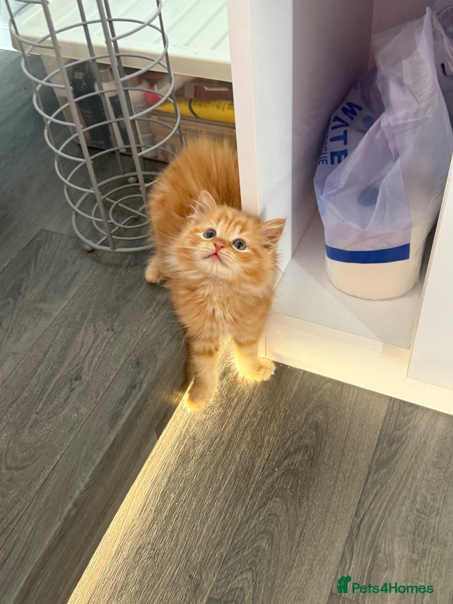 Mixed Breed cats 2 Beautiful Ragdoll Kittens for Sale – Ready 🐾 - Advert 3