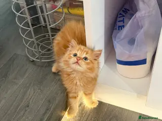 Mixed Breed cats 2 Beautiful Ragdoll Kittens for Sale – Ready 🐾 - Advert 1