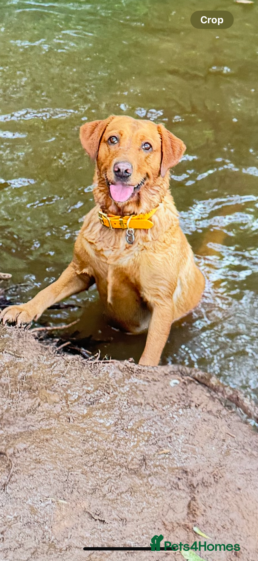 Labrador Retriever dogs for sale: DUE MID-JANUARY. Fox Red Labrador puppies.  - Advert 2