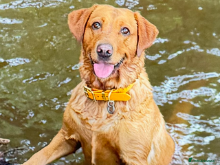 Labrador Retriever dogs DUE MID-JANUARY. Fox Red Labrador puppies. - Advert 1