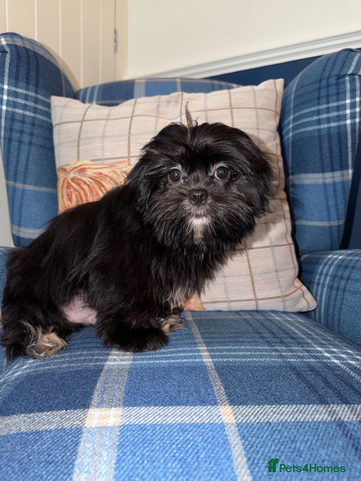 Shih Tzu dogs 💖💙Stunning Black Shih Tzu Puppies💙💖 - Advert 1