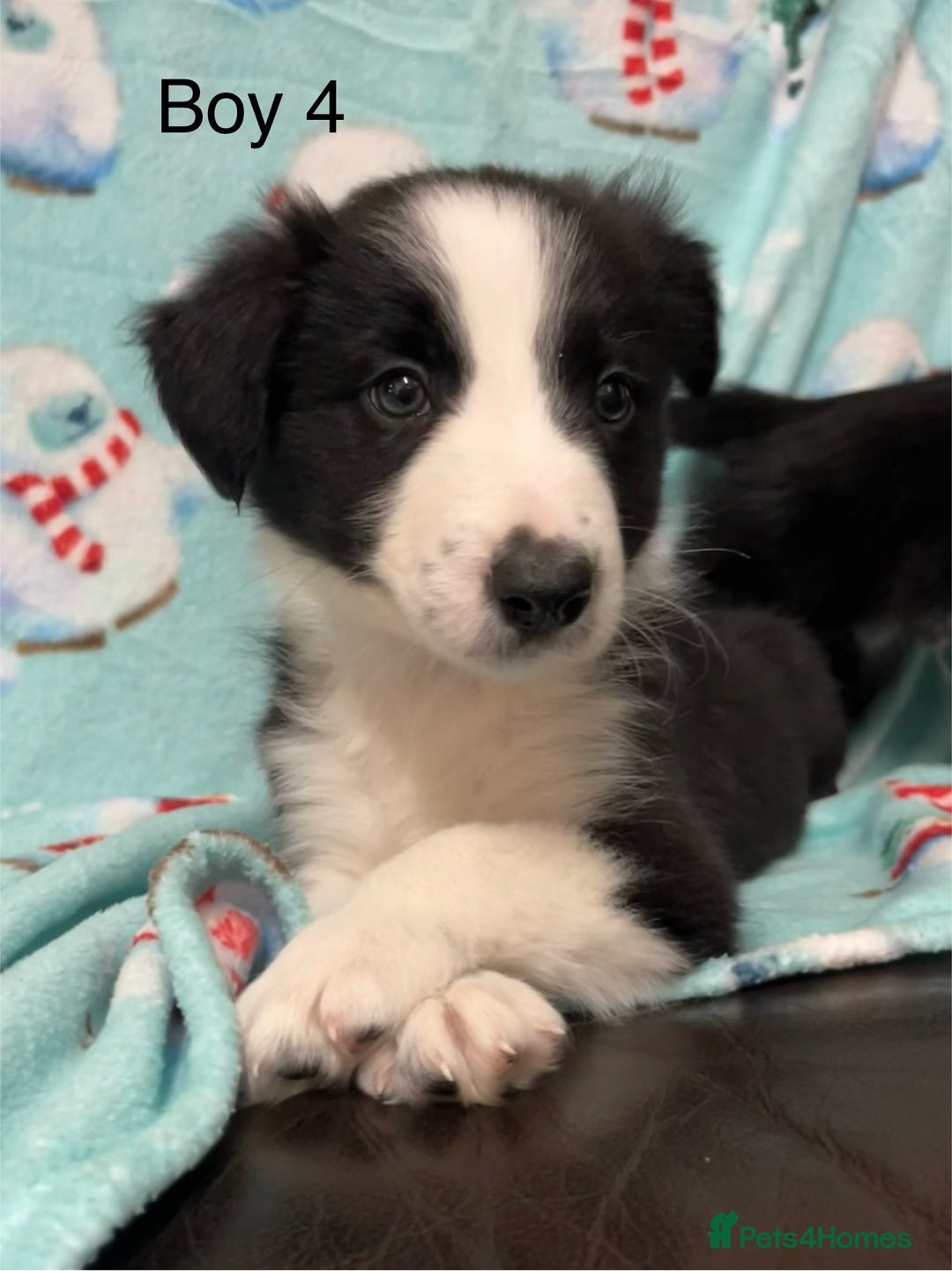 Border Collie dogs for sale: PEDIGREE ISDS & KC BORDER COLLIE PUPS - Image 27