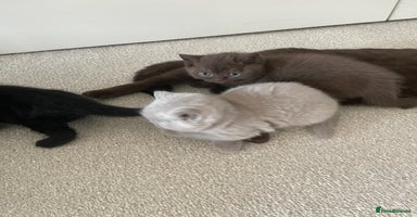 British Shorthair cats - Advert 3