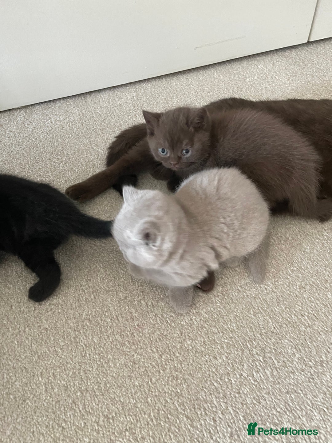 British Shorthair cats for sale: GCCF  black little girl remaining  - Image 9