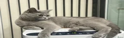 British Shorthair cats for sale: Female British shorthair  - Advert 5