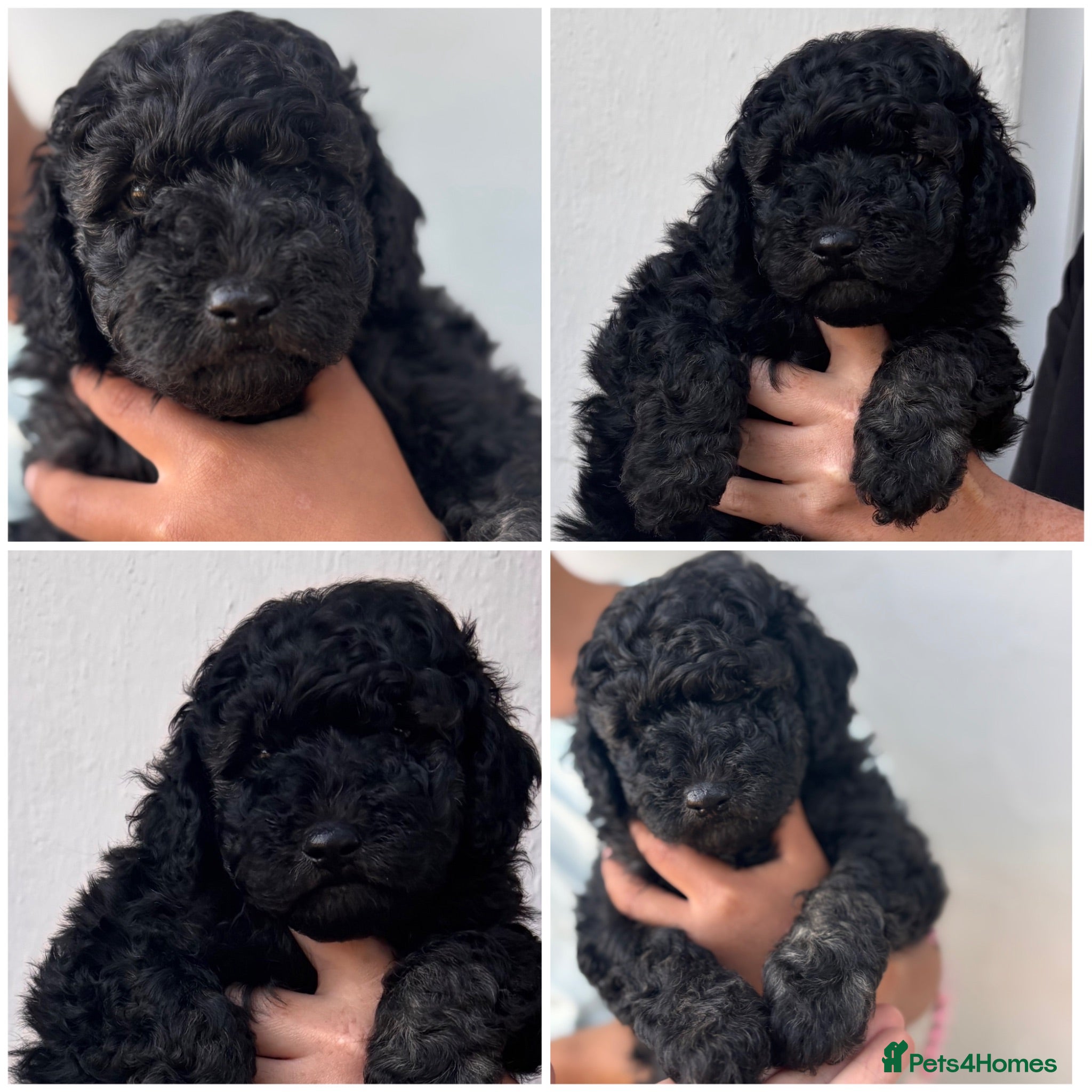 Cockapoo dogs Beautiful Mini F1B cockapoo puppies - Advert 2