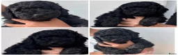 Cockapoo dogs for sale: Beautiful Mini F1B cockapoo puppies - Advert 2