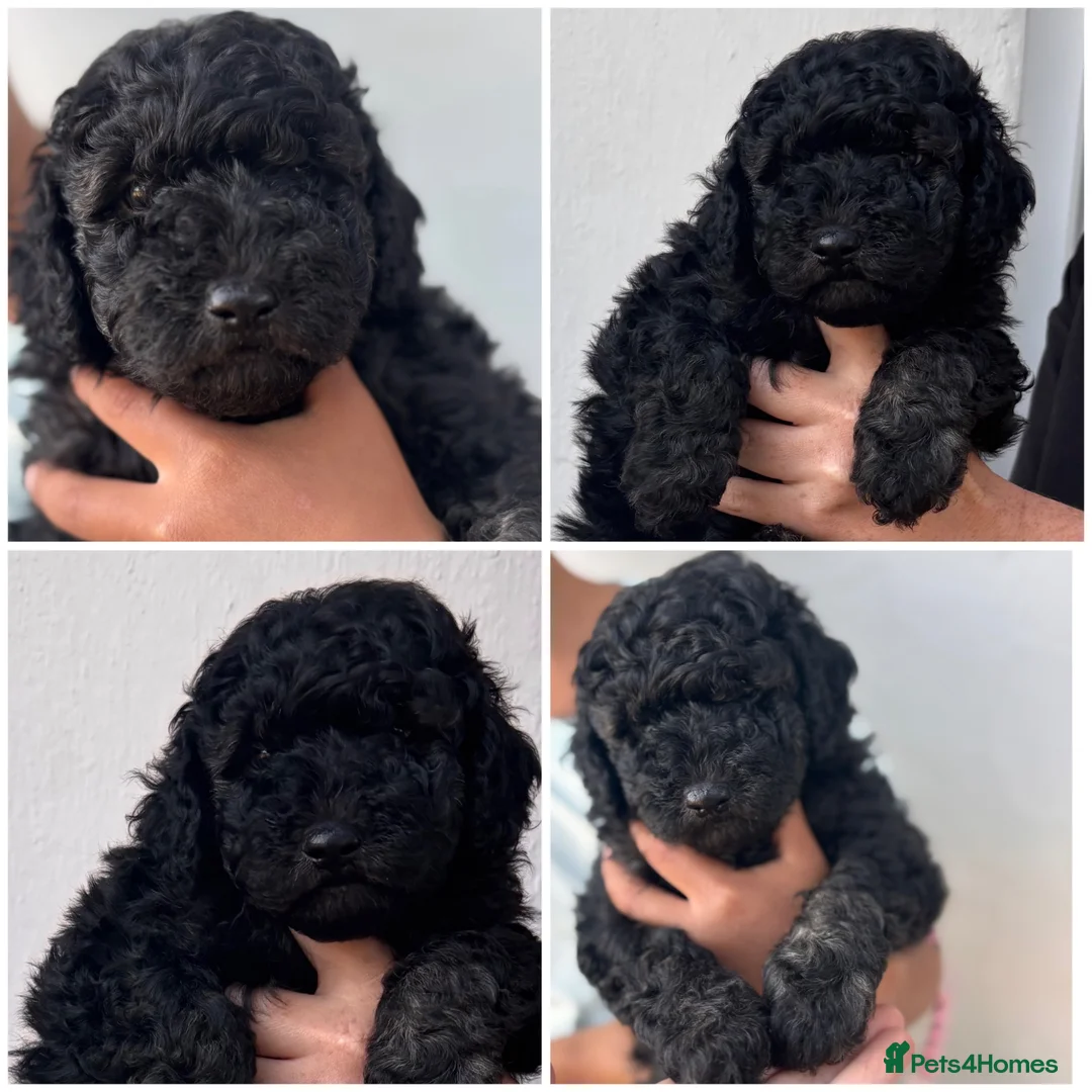 Cockapoo dogs for sale: Beautiful Mini F1B cockapoo puppies - Advert 2