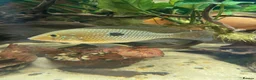 Cichlids fish for sale: Geophagus Brasiliensis, Surinamensis, Altifrons - Advert 3