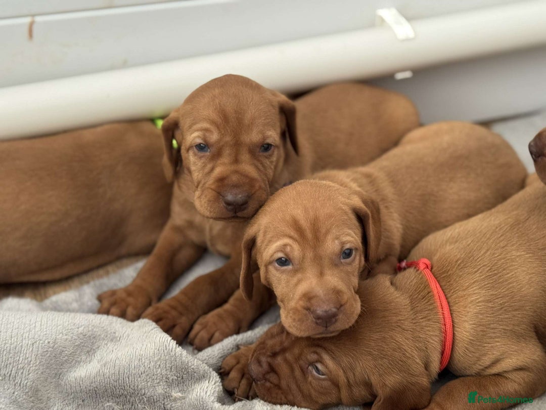 Hungarian Vizsla dogs for sale: KC registered Vizsla puppies  in Tiverton - Image 5