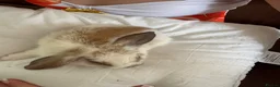 English Lop rabbits for sale: English lop bunnies  - Advert 18