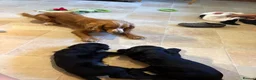 Cocker Spaniel dogs for sale: Cocker spaniel puppies - Advert 7