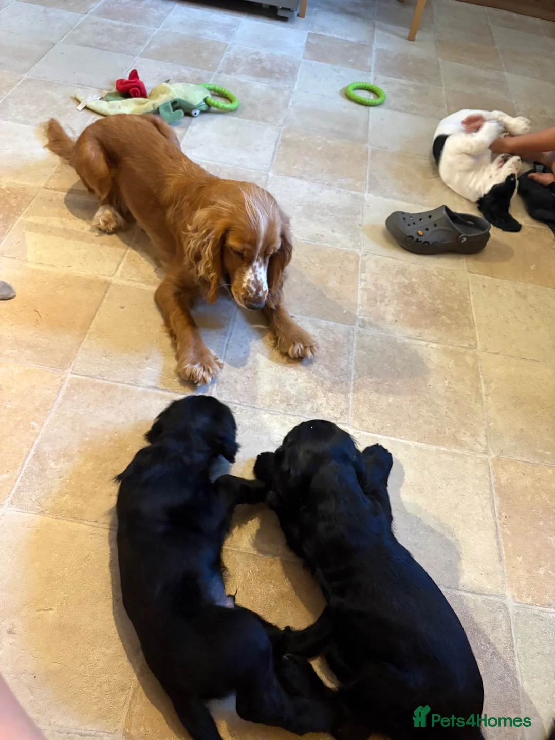 Cocker Spaniel dogs for sale: Cocker spaniel puppies - Advert 7