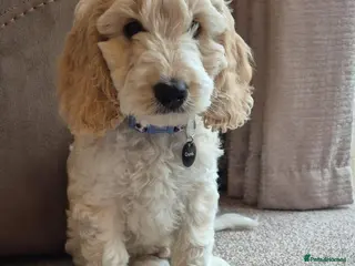 Cockapoo dogs Cockapoo Puppies. READY NOW 2 BOYS REMAINING - Advert 14