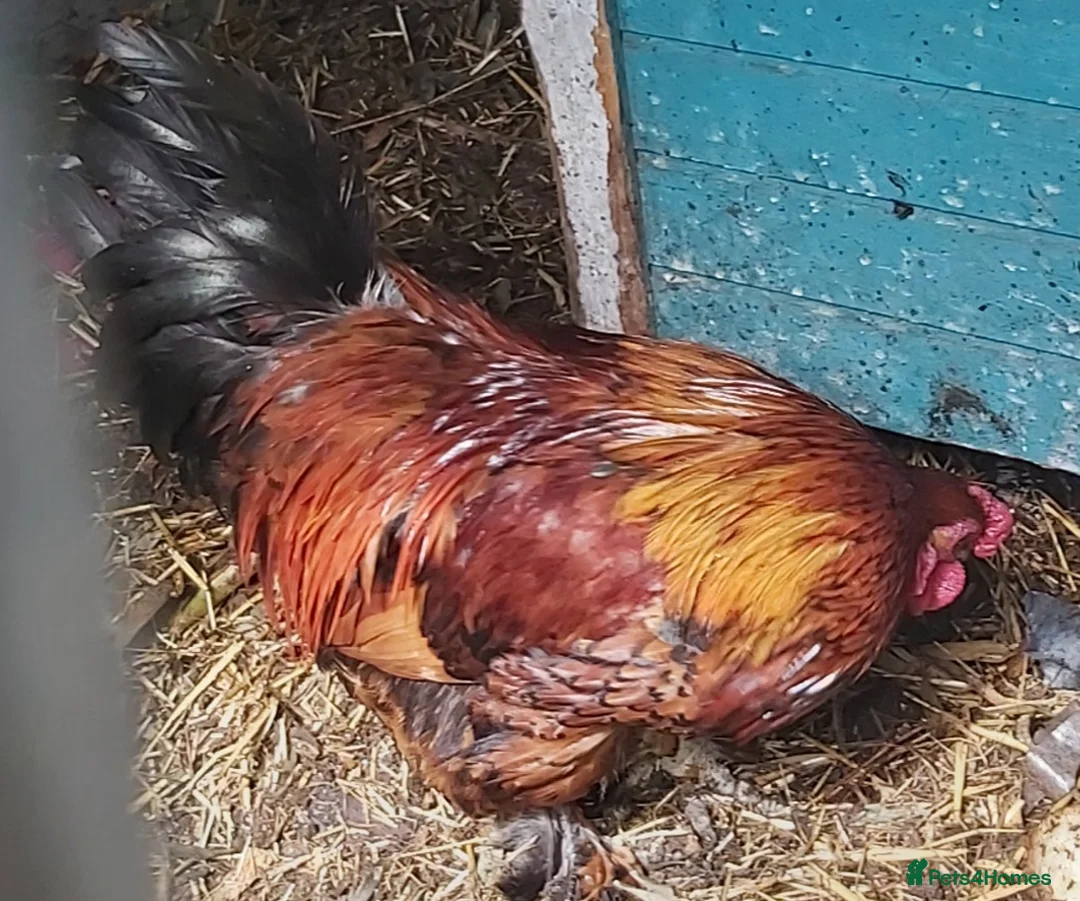 Chickens poultry for sale: Stunning pekin bantam cross - Advert 2