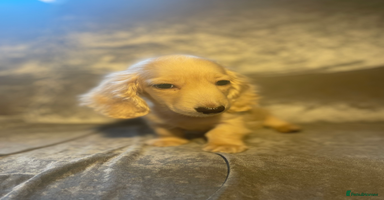 Dachshund dogs - Advert 7