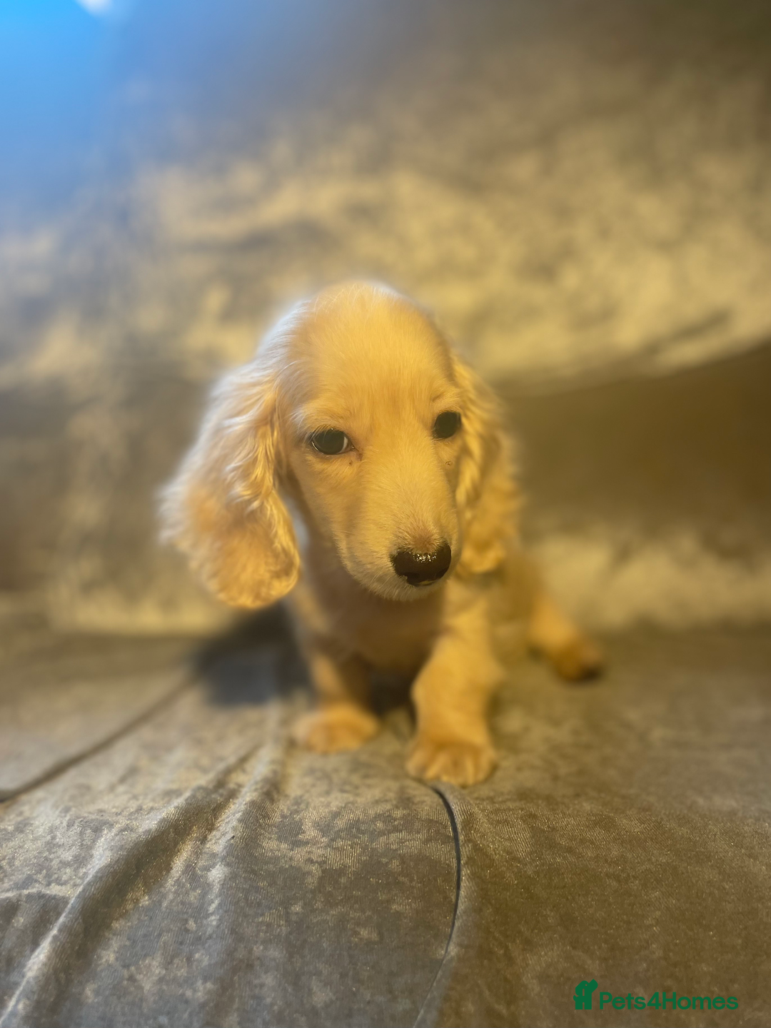 Dachshund dogs for sale: cream KC long haired miniature dachshunds for sale - Image 3