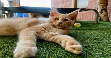 Maine Coon cats - Advert 14