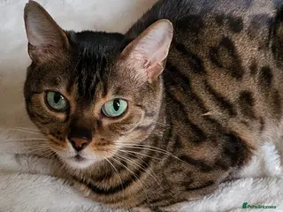 Bengal cats TICA,pedigree, bengal girl - Advert 1