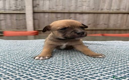 Mixed Breed dogs for sale: Staffordshire bull terrier cross whippets - Image 1