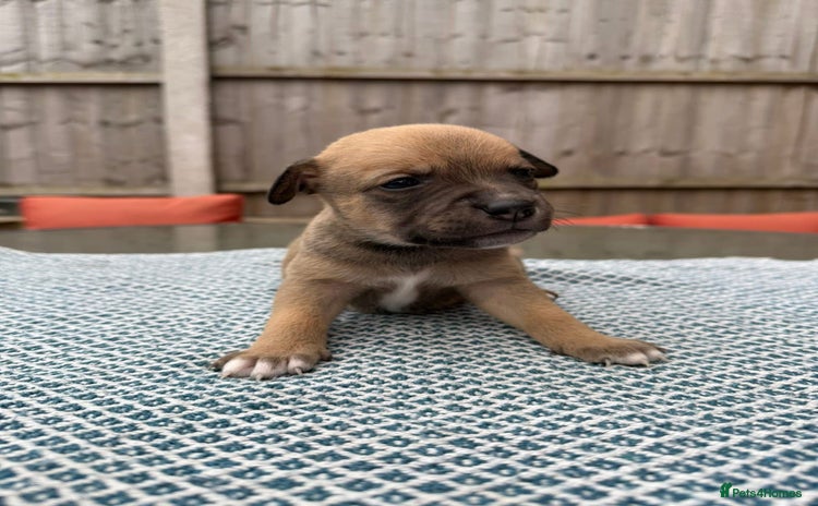 Mixed Breed dogs - Advert 1