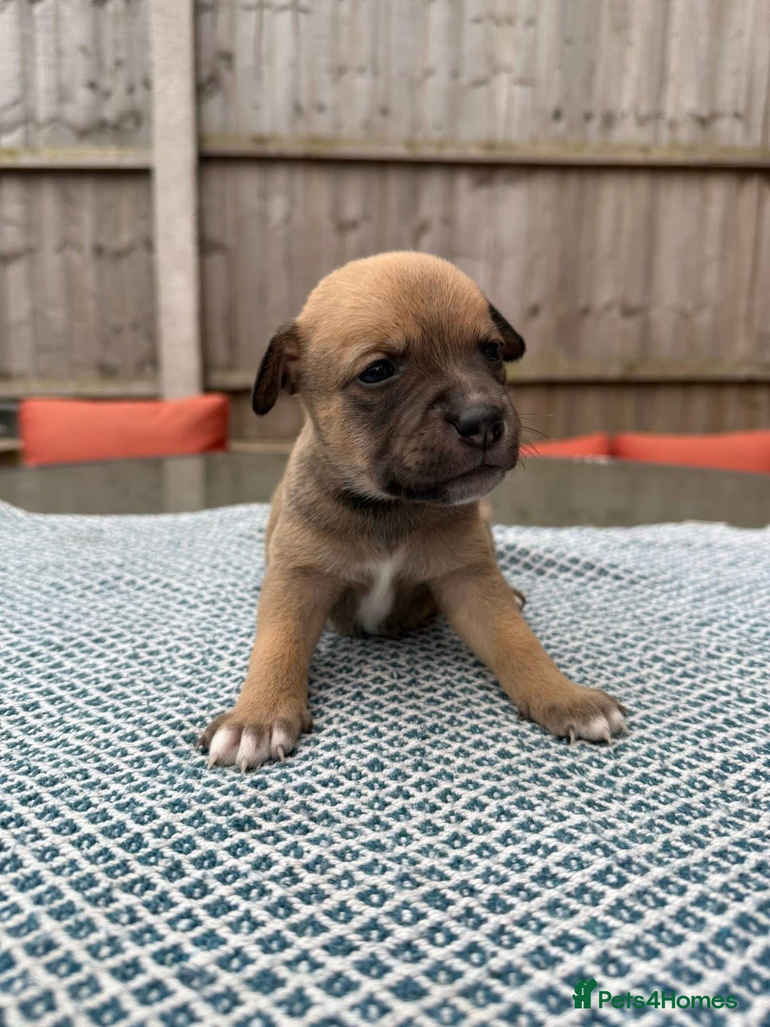Mixed Breed dogs for sale: Staffordshire bull terrier cross whippets - Image 1