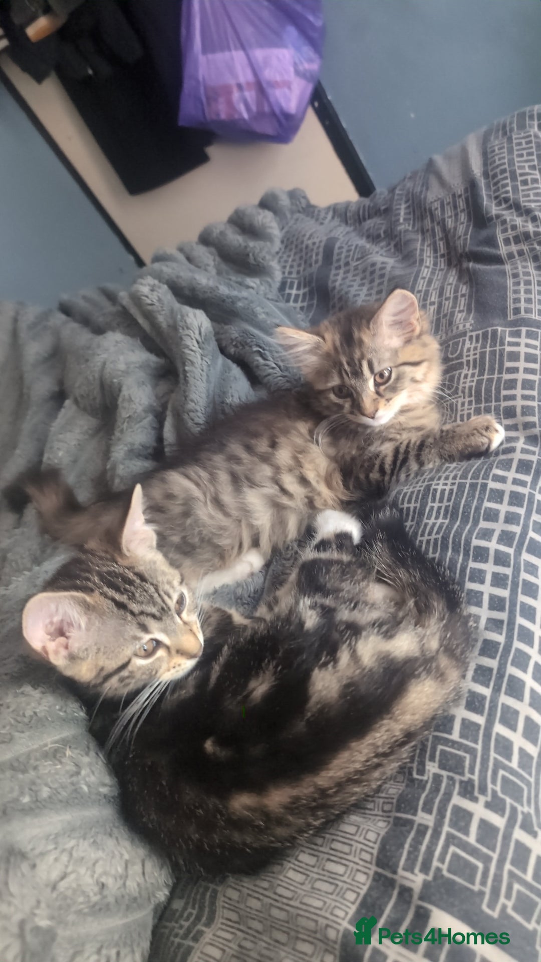 Mixed Breed cats for sale: Mixed bread female kittens  - Image 7