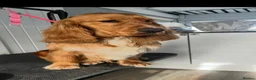 Cocker Spaniel dogs for sale: Working Cocker X Show Cocker  - Advert 4