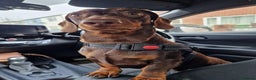 Miniature Dachshund dogs for stud: Chocolate and Tan Smooth Coat STUD  in Pontypridd - Advert 5