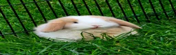 Mini Lop rabbits for sale: Mini lop bunnies in Forres - Advert 3