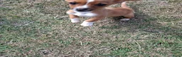 Mixed Breed dogs for sale: Beautiful Jack Russell puppies.  - Advert 11