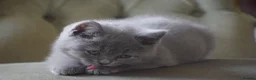 British Shorthair cats for sale: British Shorthair kittens, Ready! - Advert 4