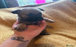 Mixed Breed dogs for sale: German Shepherd cross puppies - Image 13