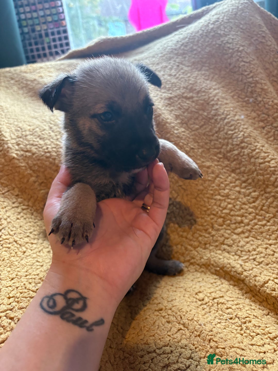 Mixed Breed dogs for sale: German Shepherd cross puppies - Image 13
