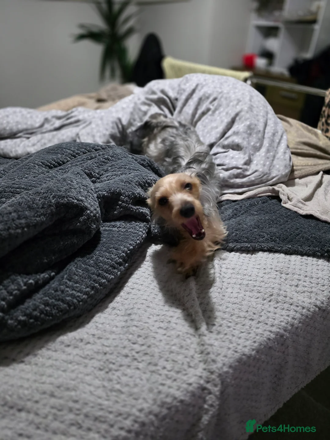 Mixed Breed dogs for sale: Taco and Sushi, super fluffy boys. - Advert 14