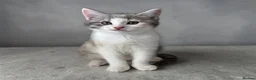 Persian cats for sale: Four gorgeous kitten for sale  - Advert 2