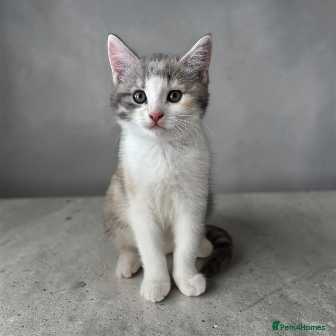 Persian cats for sale: Four gorgeous kitten for sale  - Advert 2