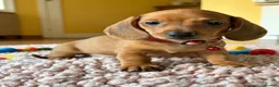 Miniature Dachshund dogs for sale: Adorable Miniature Dachshund Puppies - Advert 6
