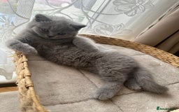 British Shorthair cats for sale: British Shorthair GCCF Registered Kittens  - Image 10