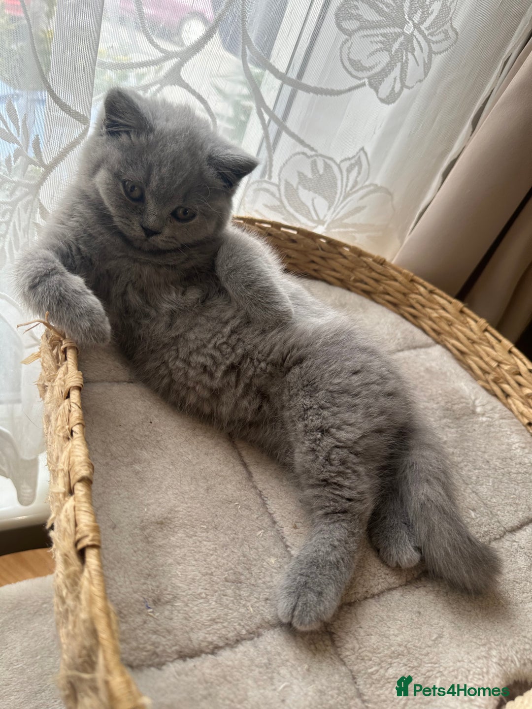 British Shorthair cats for sale: British Shorthair GCCF Registered Kittens  - Image 10