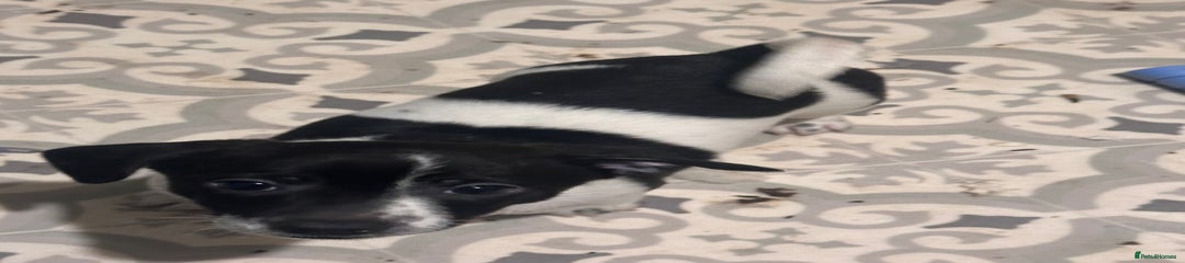 Jack Russell Puppy 2