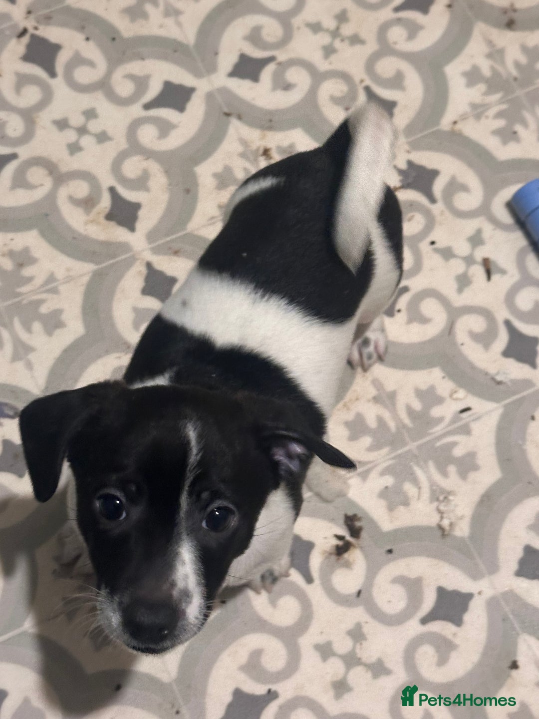 Jack Russell dogs for sale: ONLY 4 BEAUTIFUL BOYS LEFT- SMALL JACK RUSSELS - Advert 6