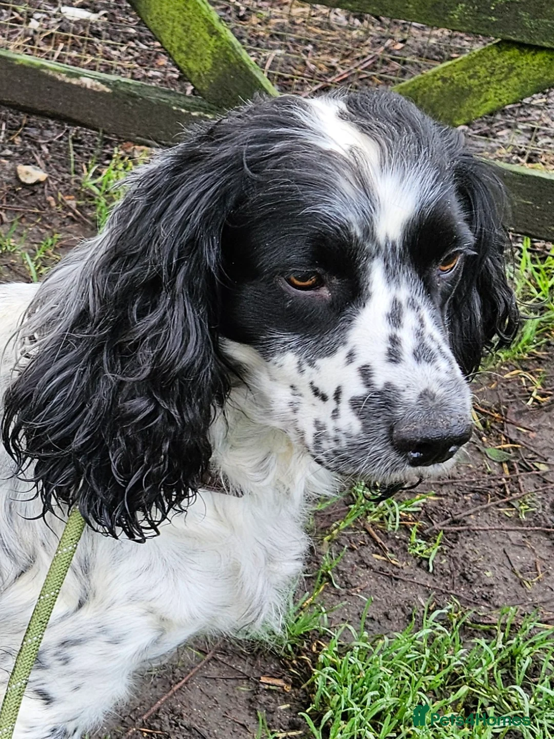 Sprocker dogs for sale: Sprocker female seeking new home  - Advert 7