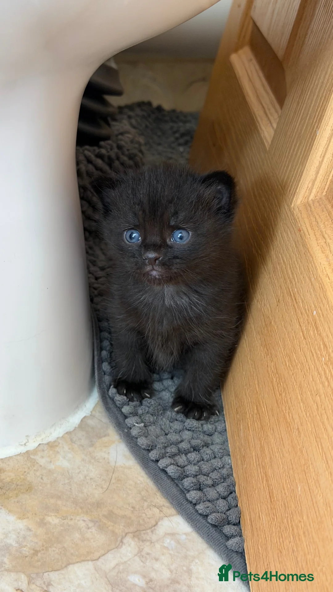 Mixed Breed cats for sale: Kittens for sale  in Oakham - Advert 8