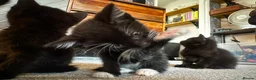 Mixed Breed cats for sale: Beautiful kittens looking for their forever homes  - Advert 3